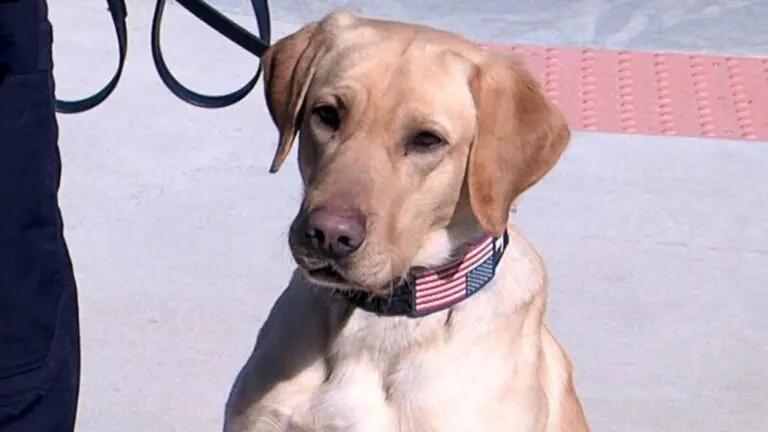 Naperville Police K-9 Scout wears a collar with the U.S. flag embroidered into it.