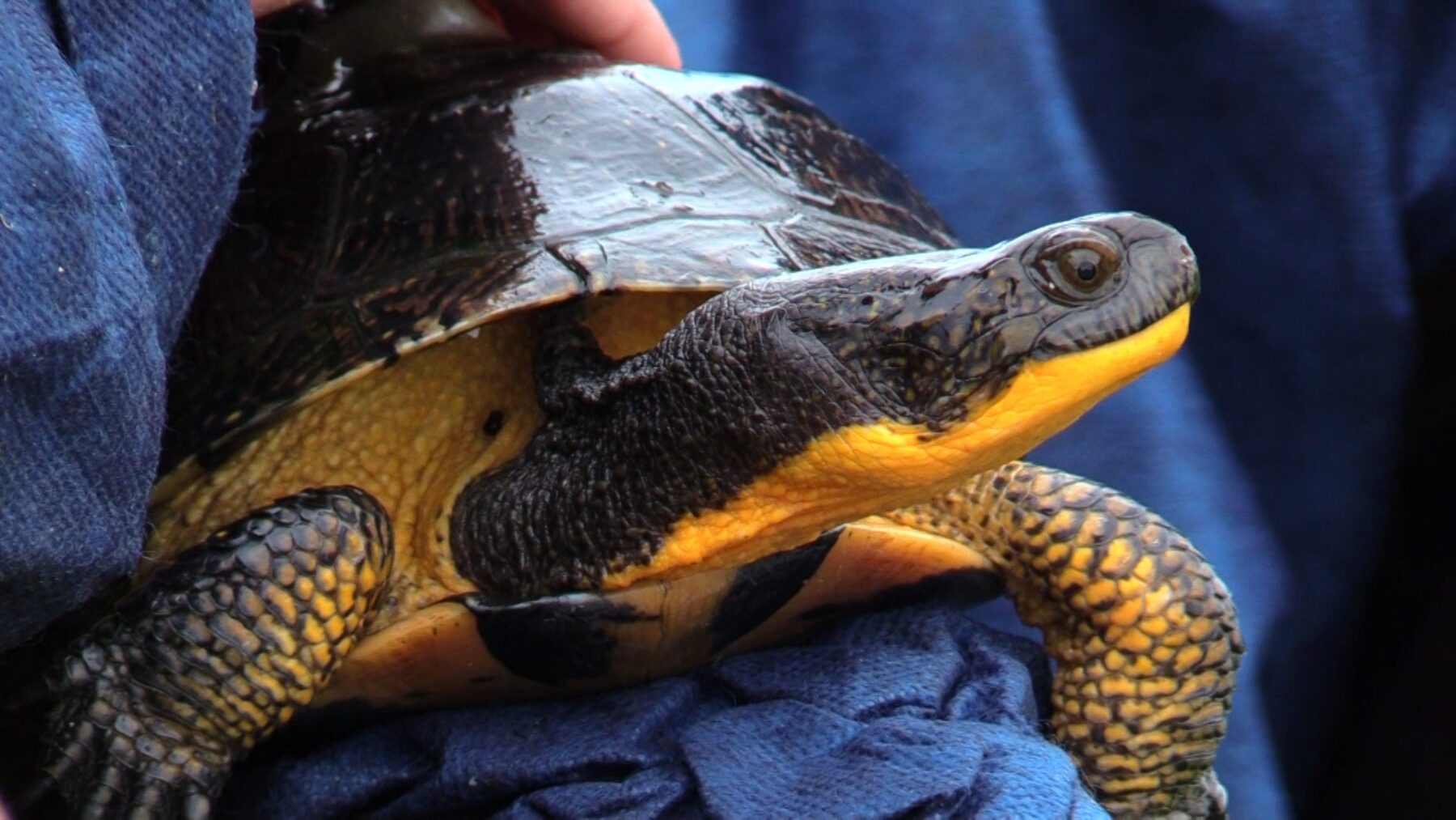 Forest Preserve Releases Endangered Turtles | NCTV17