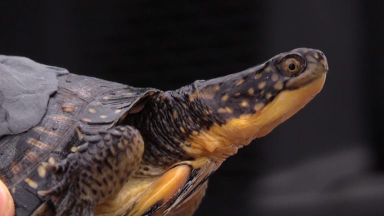 blanding's turtle