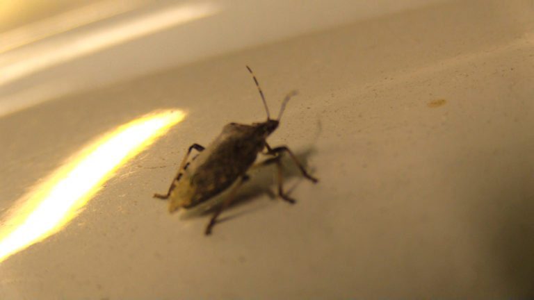 Stink Bug