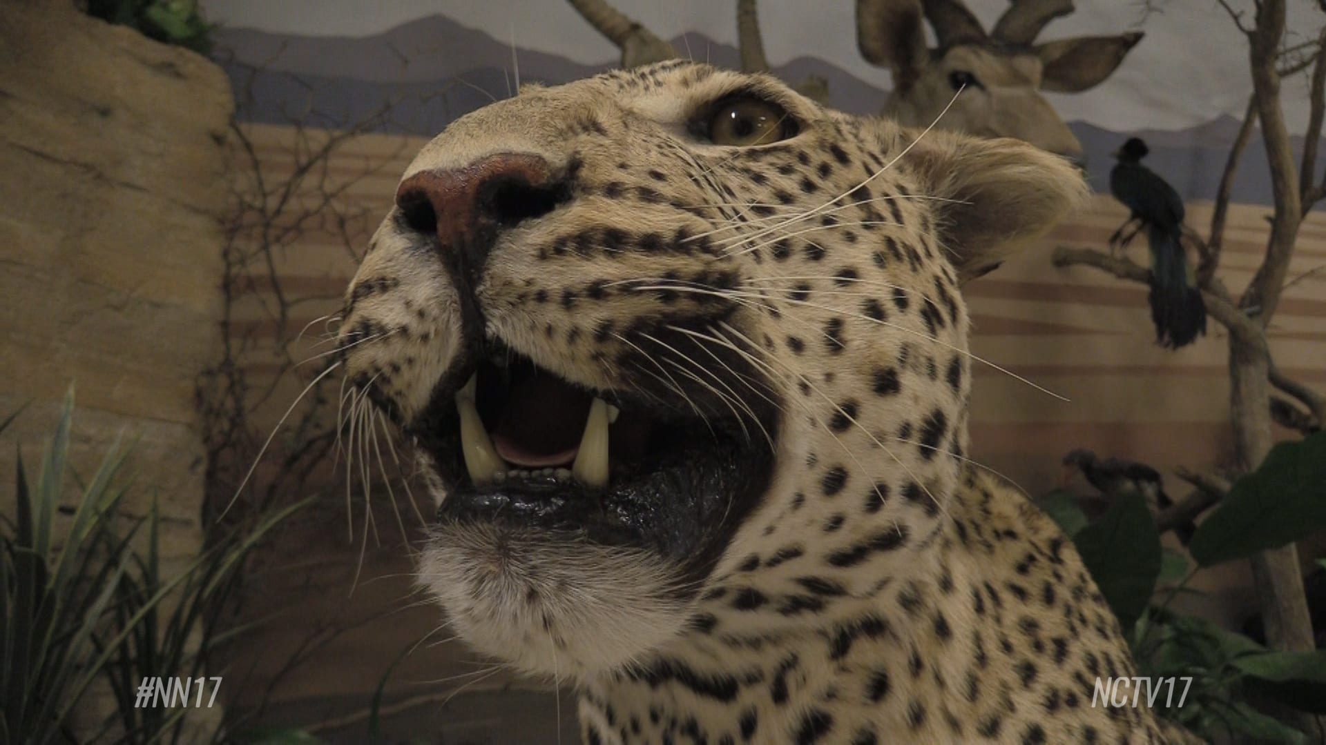 Incredible Wildlife at The Jurica-Suchy Nature Museum | Naperville NCTV17