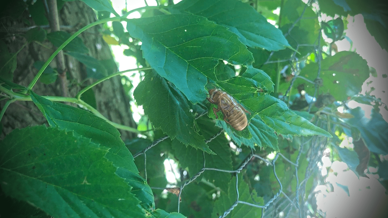 Cicadas 2024 Kentucky University Filide Lurleen