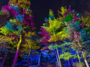 Morton Arboretum Illuminations 2020