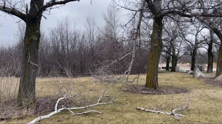 Broken tree branch damage from brief tornado in Naperville