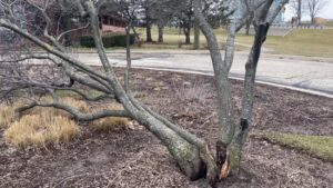 Tree trunk split during brief tornado in Naperville