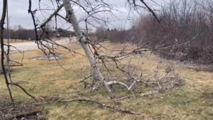 white fallen tree branch after brief tornado in Naperville