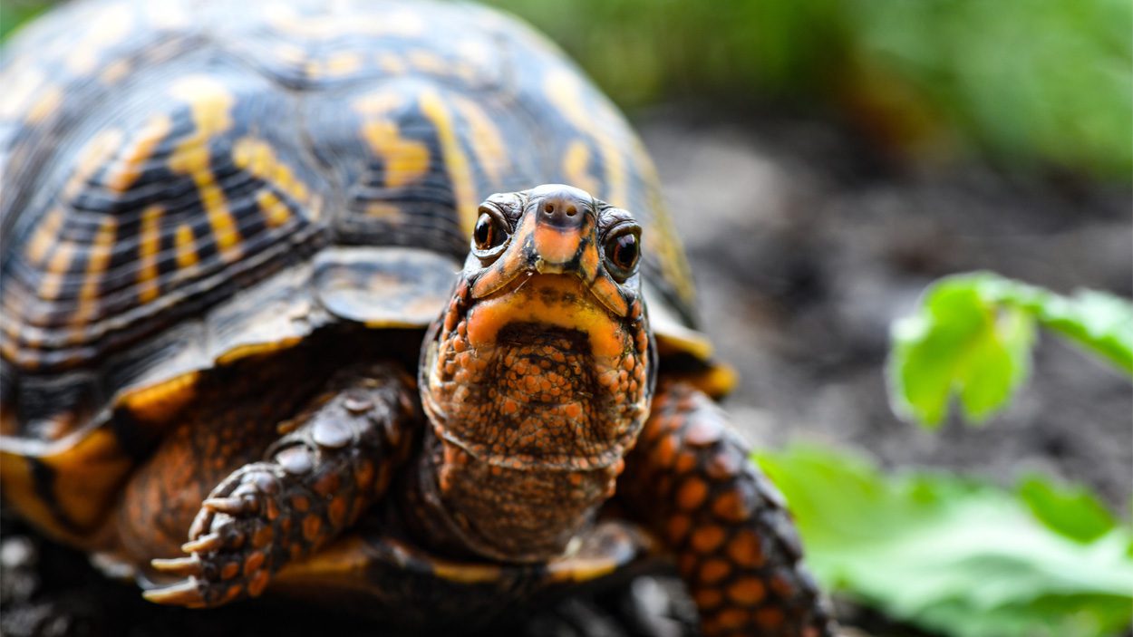 Watch out for turtle crossings, says Will County Forest Preserve