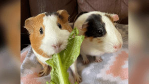 Two guinea pigs available to adopt