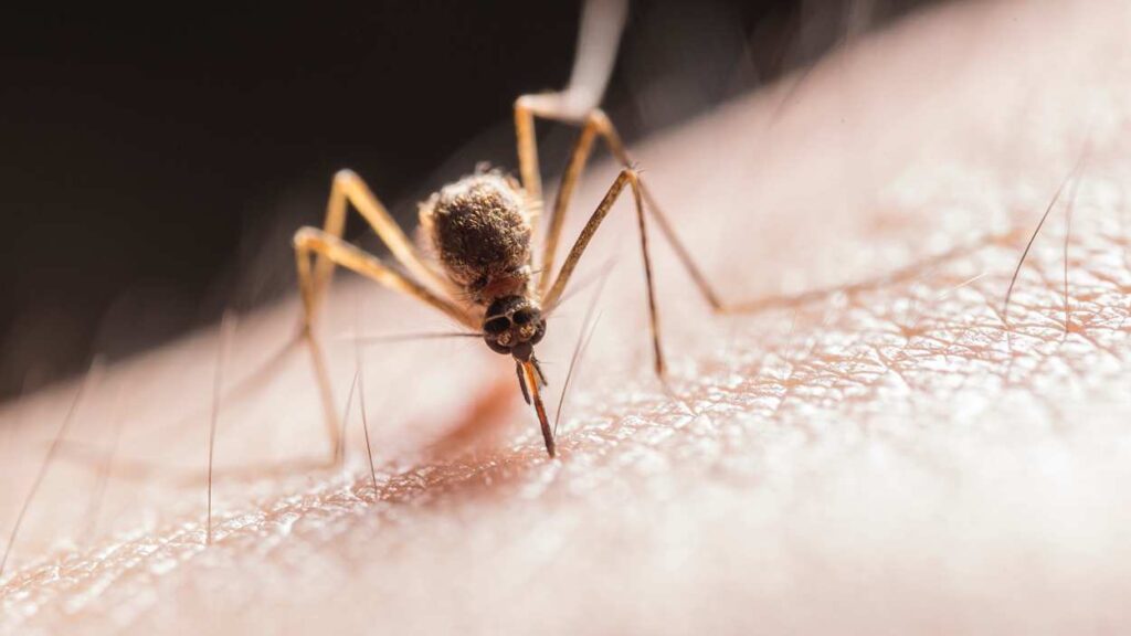 Close up of mosquito on skin