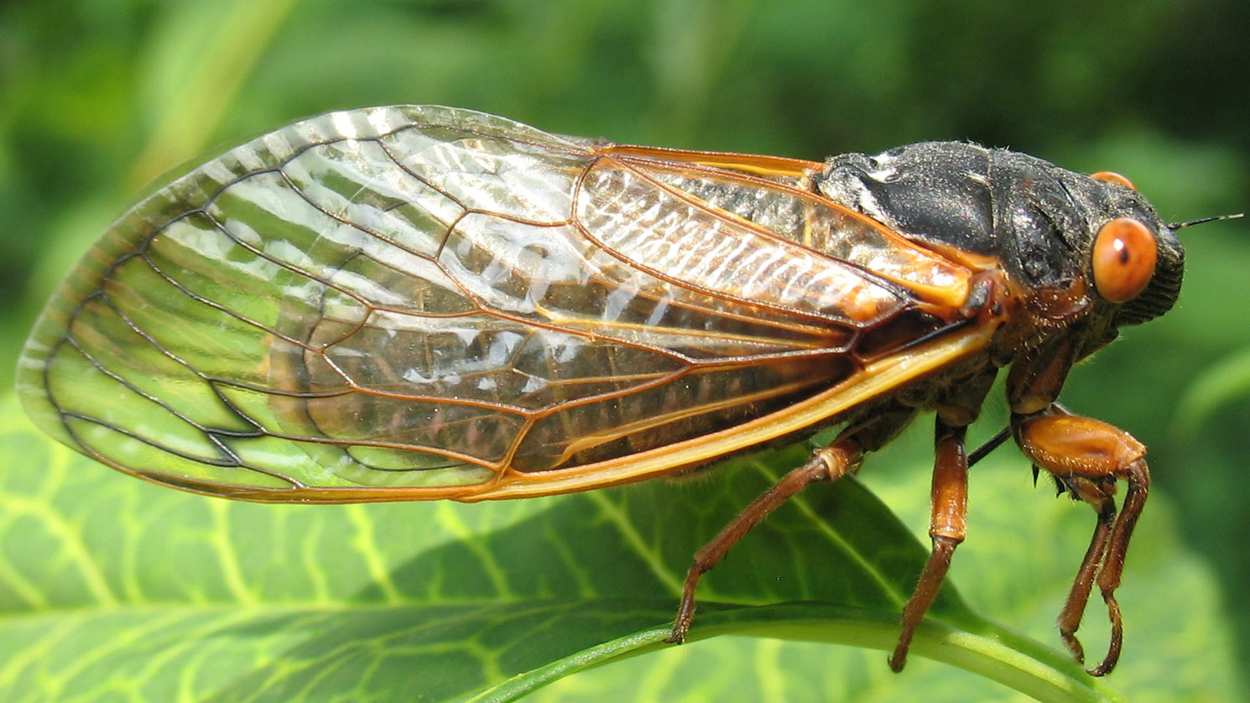 17-year cicadas emerging in Naperville this spring | NCTV17