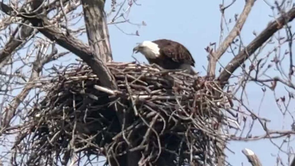 Eagle sitting in a nest with its eaglet below them and unseen in Will County.