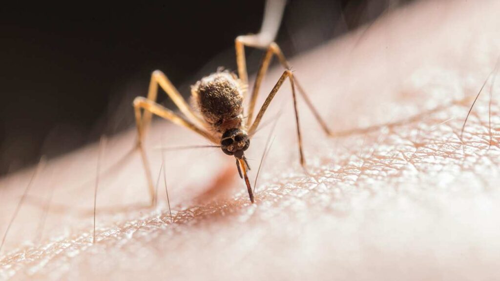 Close up of mosquito on skin