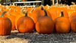 Cosley Zoo’s Pumpkin Fest offers animal sights and seasonal sales