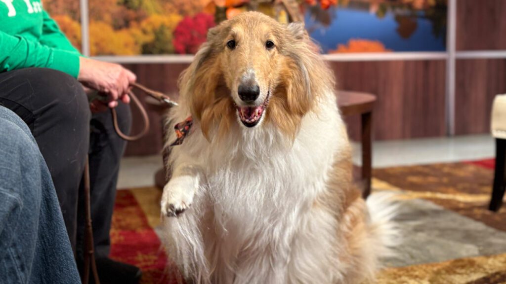 A Collie named ginger raises her paw towards the camera.