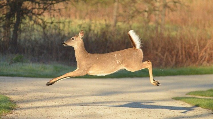 A deer in mid gallop